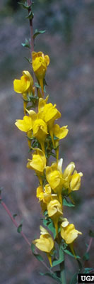 dalmation toadflax